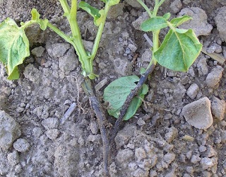 Зовнішні ознаки чорної ніжки картоплі в роки з підвищеною вологістю ґрунту можуть бути відсутніми